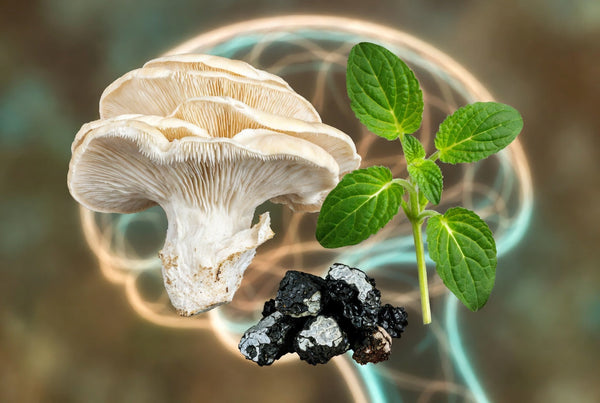 Lion's Mane, Bacopa, and Shilajit: What the Research Actually Shows About Nootropic Herbs