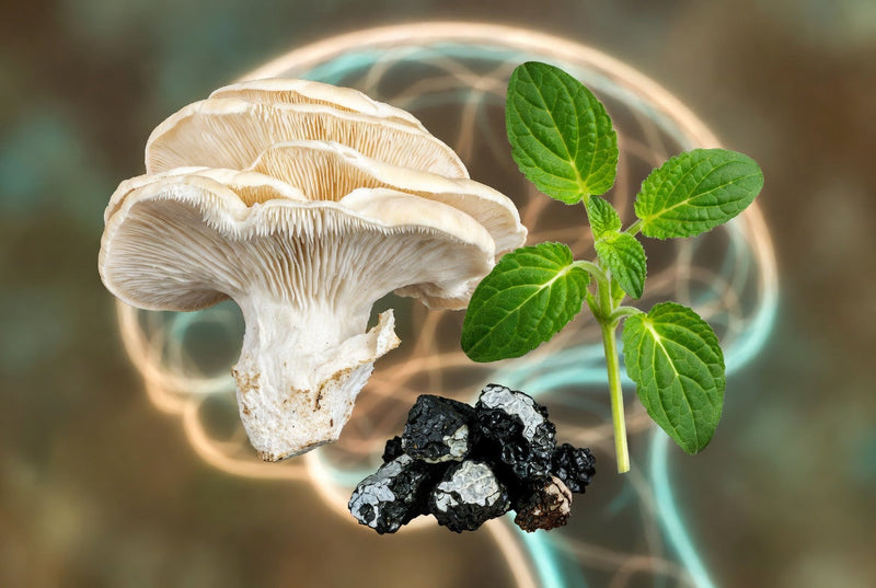 Lion's Mane, Bacopa, and Shilajit: What the Research Actually Shows About Nootropic Herbs